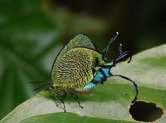 Arcas imperialis