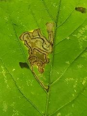 Stigmella speciosa
