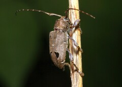 Trypanidius notatus