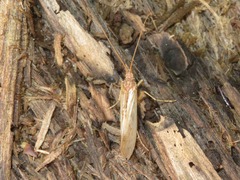 Limnephilus flavicornis