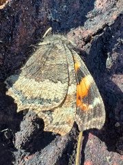 Nymphalis xanthomelas