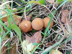 Apioperdon pyriforme