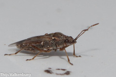 Nysius