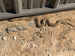 Heterodon nasicus
