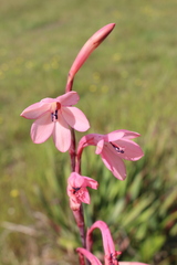 Watsonia meriana