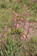 Watsonia meriana