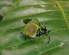 Arcas imperialis