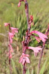 Watsonia meriana