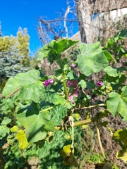 Malva arborea