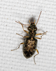 Asaphidion