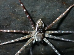 Dolomedes raptor
