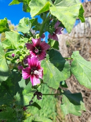 Malva arborea