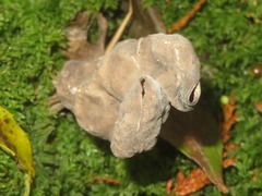 Helvella lacunosa