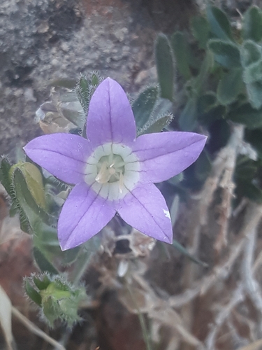 Campanula numidica (Campanula numidica)