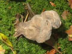 Helvella lacunosa