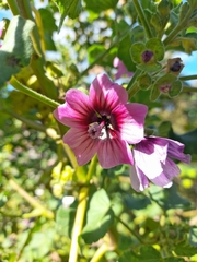 Malva arborea