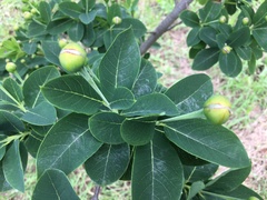 Dais cotinifolia