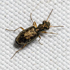 Asaphidion