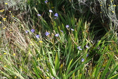 Aristea ecklonii