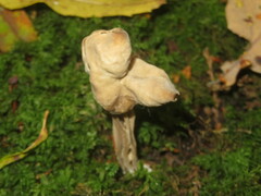 Helvella lacunosa