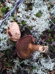 Suillus variegatus