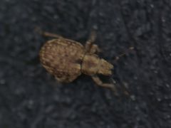 Strophosoma capitatum