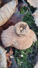 Geastrum rufescens