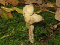 Helvella lacunosa