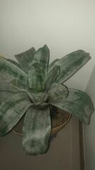 Aechmea fasciata