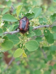 Clinteroides permutans