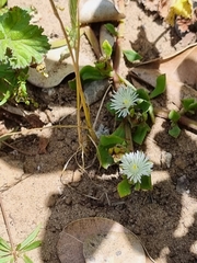 Mesembryanthemum aitonis