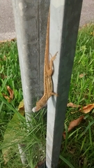 Anolis sagrei