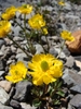Eschscholtz's Buttercup - Photo (c) western goblin, some rights reserved (CC BY-NC-SA), uploaded by western goblin