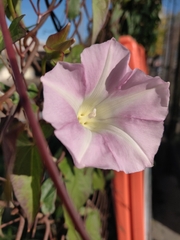 Calystegia sepium