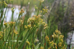 Cyperus denudatus