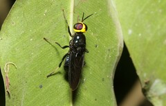 Cyphomyia