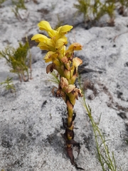 Disa sabulosa