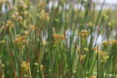 Cyperus denudatus