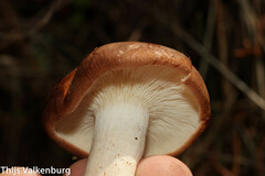 Leucopaxillus