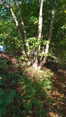 Fagus sylvatica