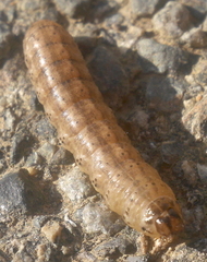 Agrotis trux