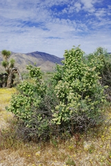 Grayia spinosa
