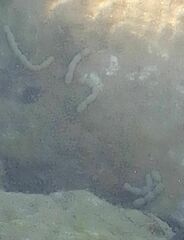 Polydorella