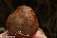Leucopaxillus