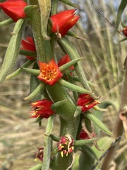 Echeveria coccinea