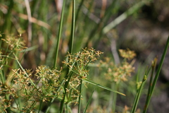 Cyperus mundii
