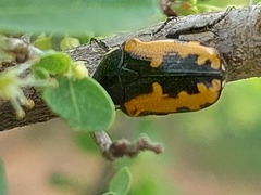 Phoxomela umbrosa
