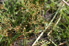 Cyperus mundii