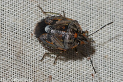 Holcogaster fibulata