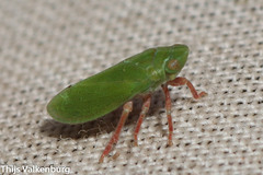 Tettigometra